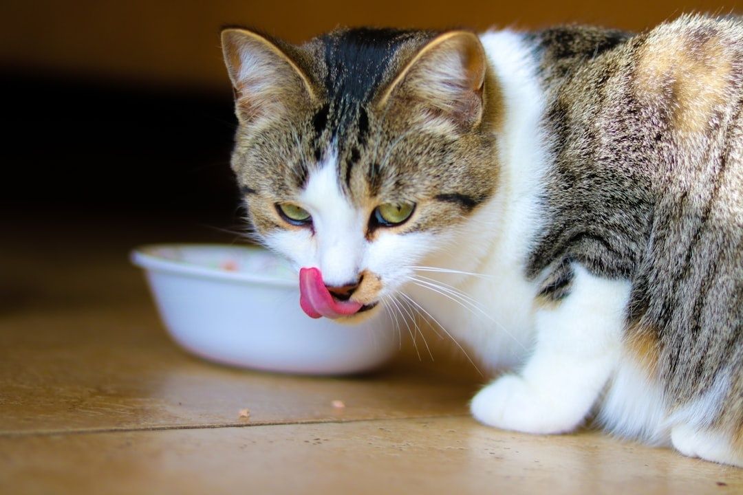 Nærbilde av katt som slikker seg ved en matskål
