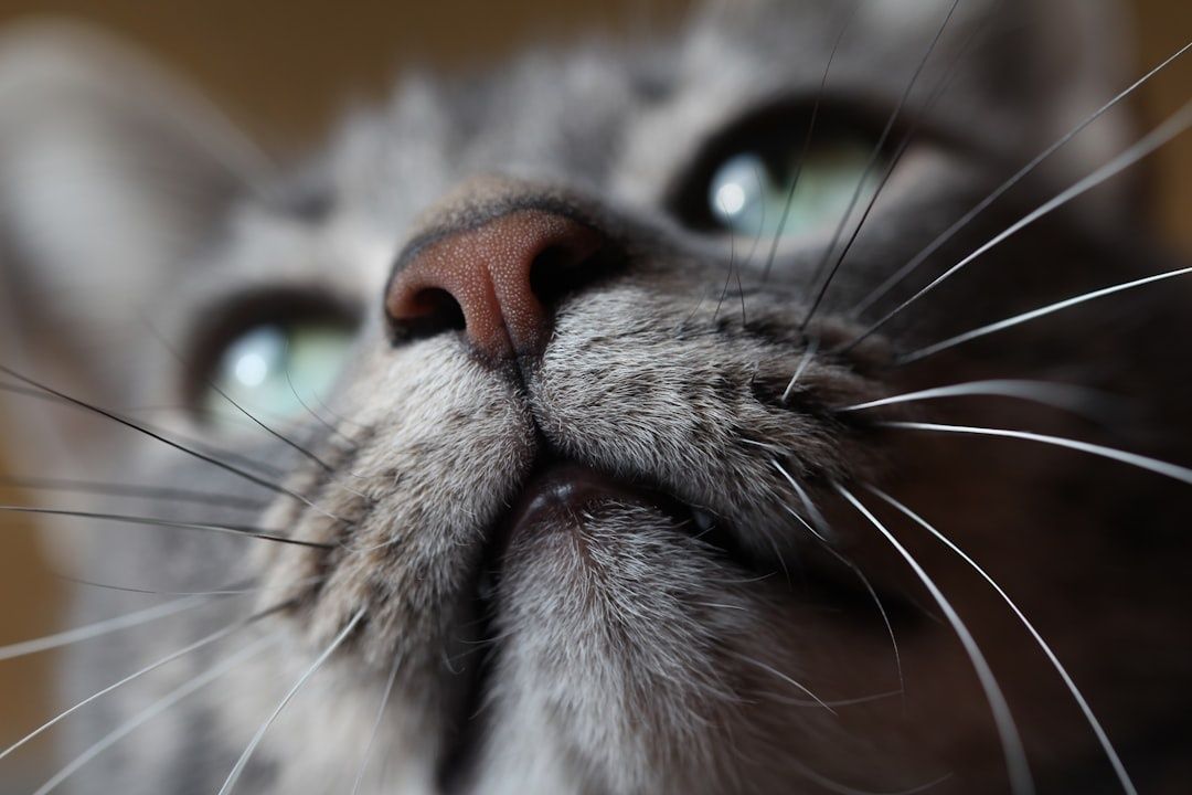 Nærbilde av en katt med synlige værhår, nese og øyne